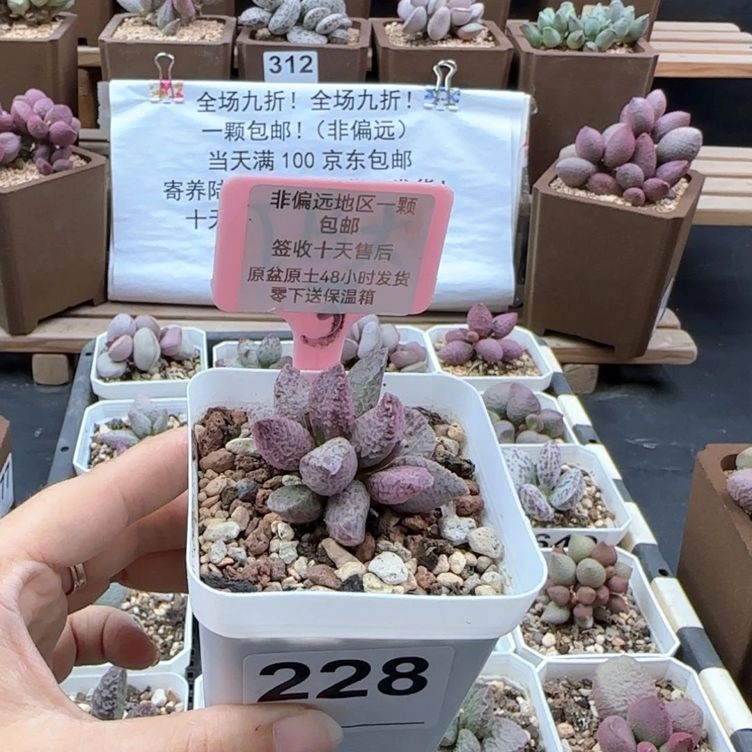 228融化纹猪肝多肉植物
