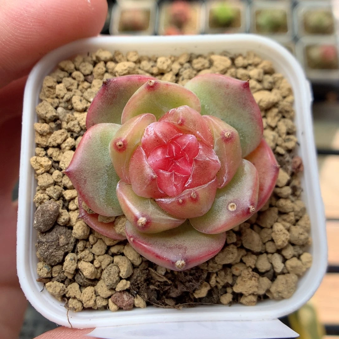 E144y y y y y y y y y