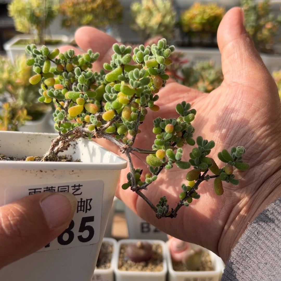 28-182枝干番杏多肉2年翡翠造型老桩妖桩飘枝七方盆