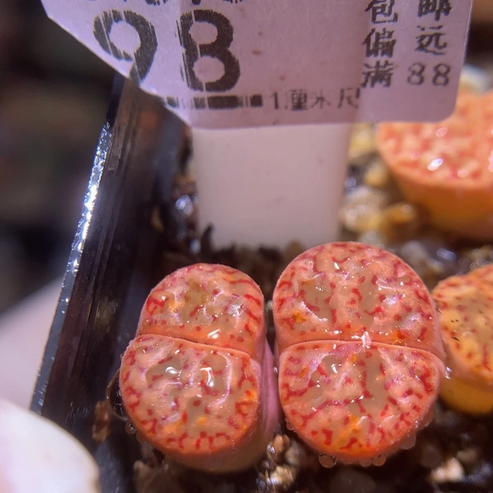 精品生石花310.98