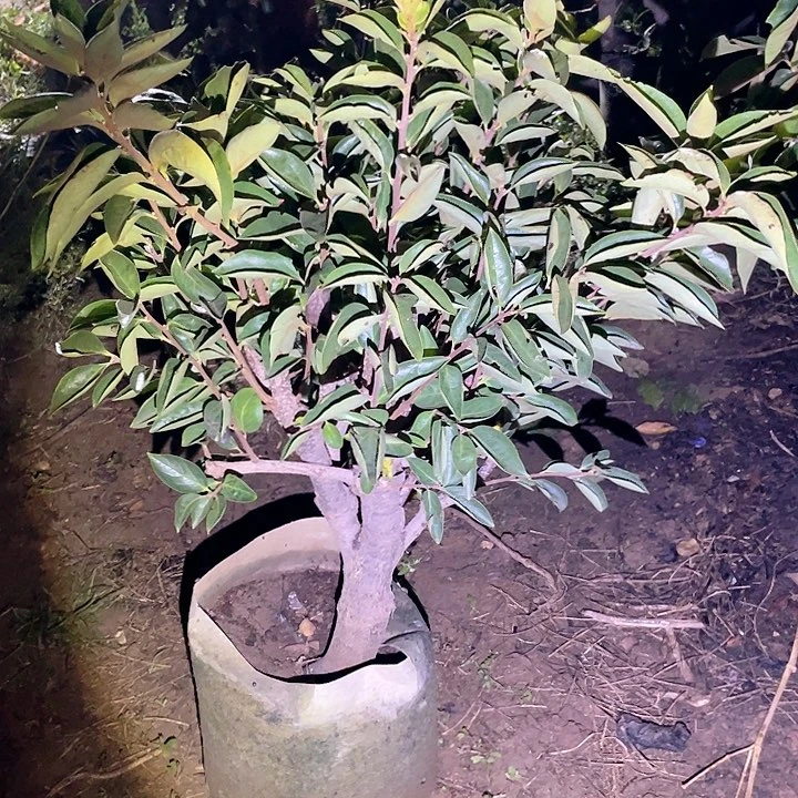 一物一拍盆栽柿子