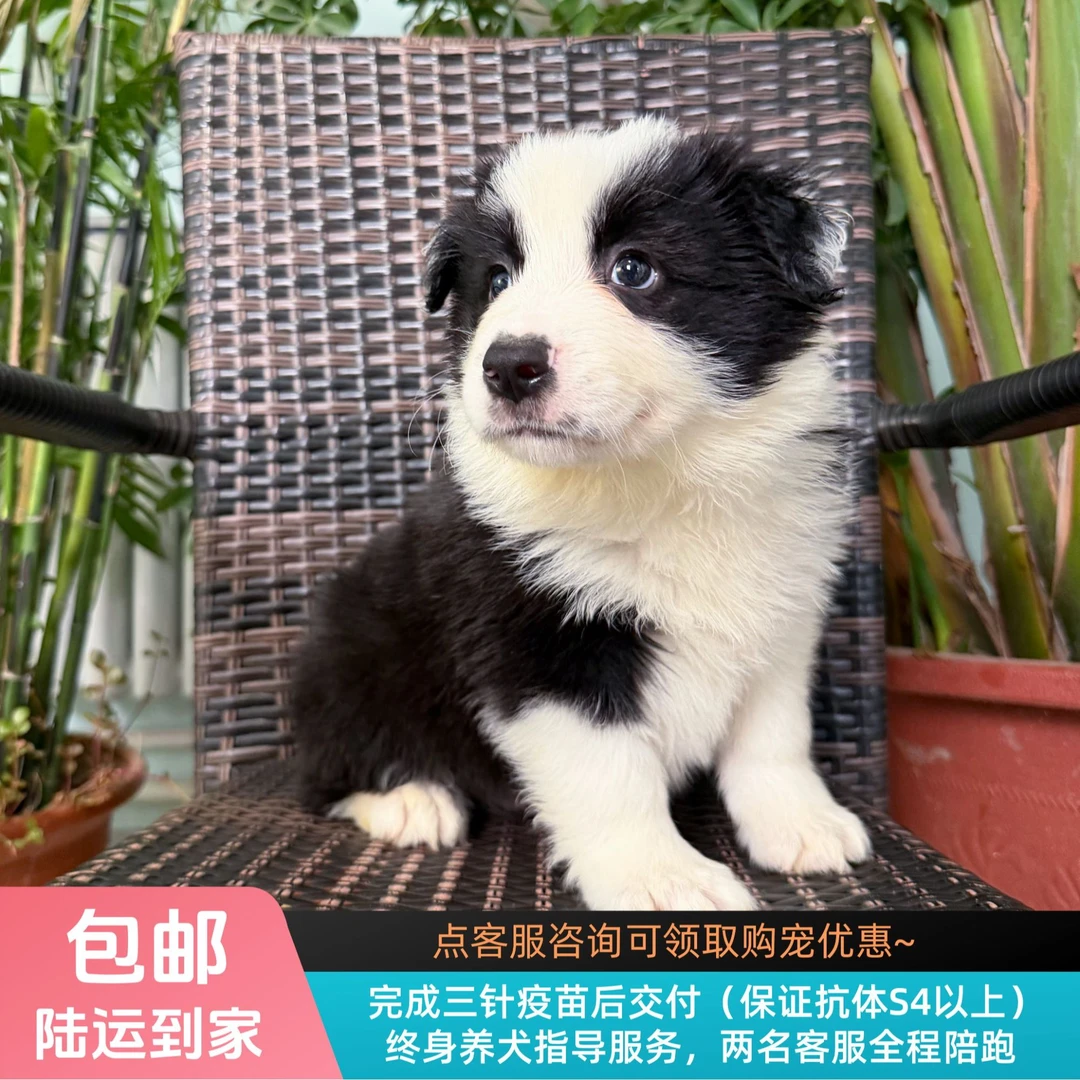 糖块-黑白色边牧弟弟纯种小狗边境牧羊犬宠物幼犬