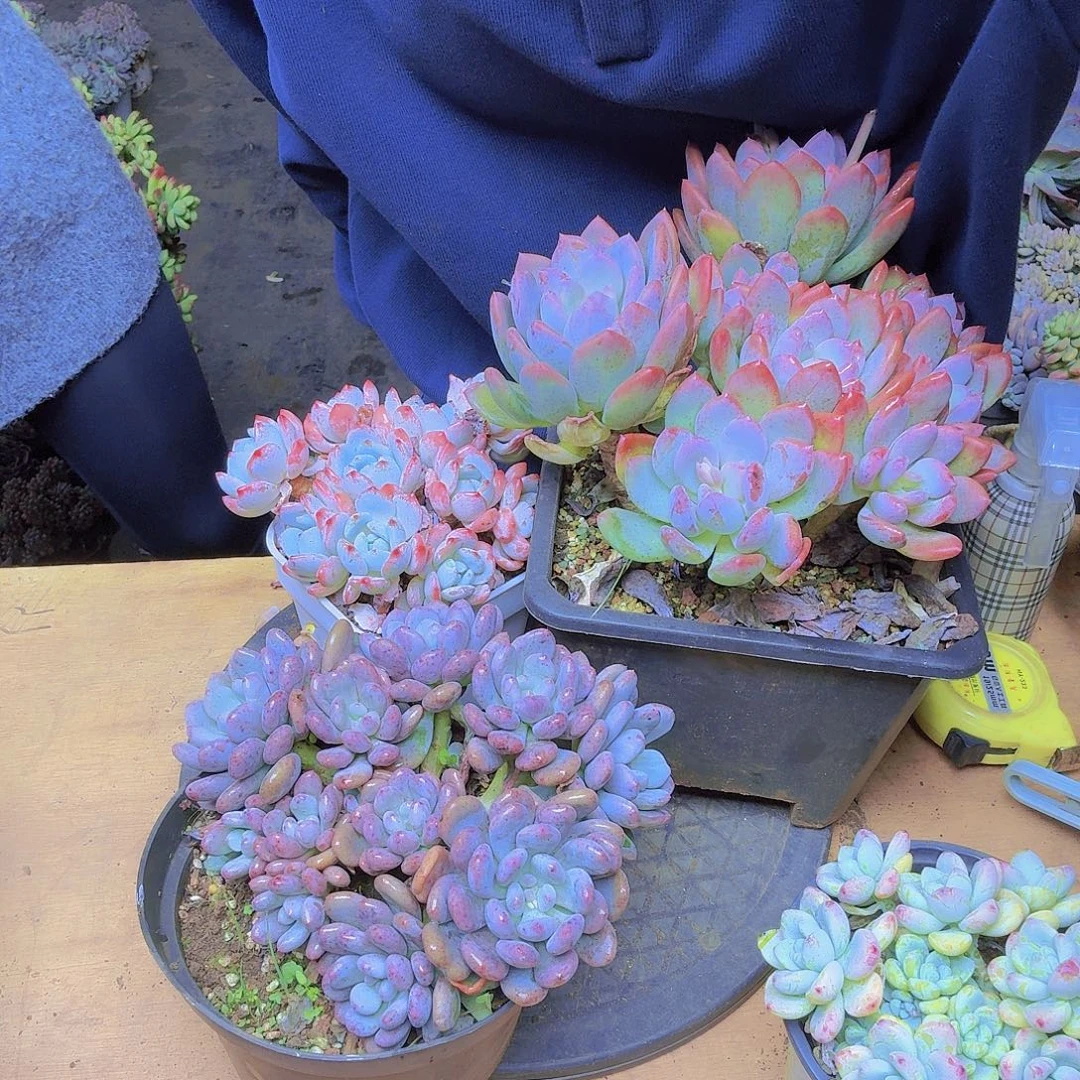 用***7三个肉肉一物一拍一物一拍