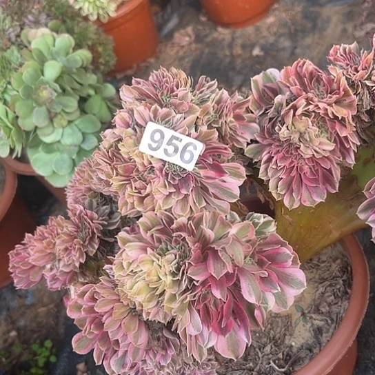 琳****多肉植物一个有伤956