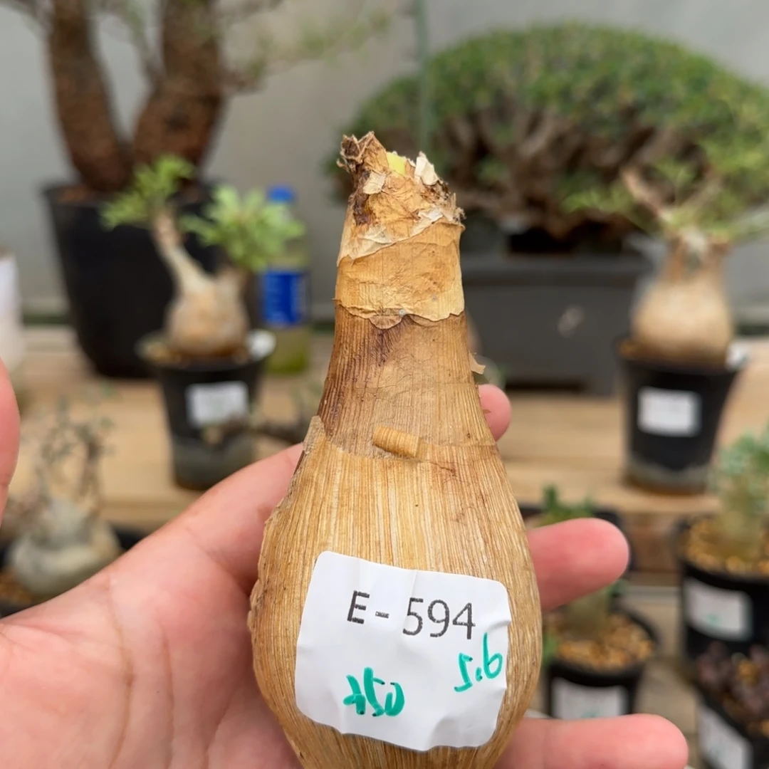 594变色大地百合块根植物