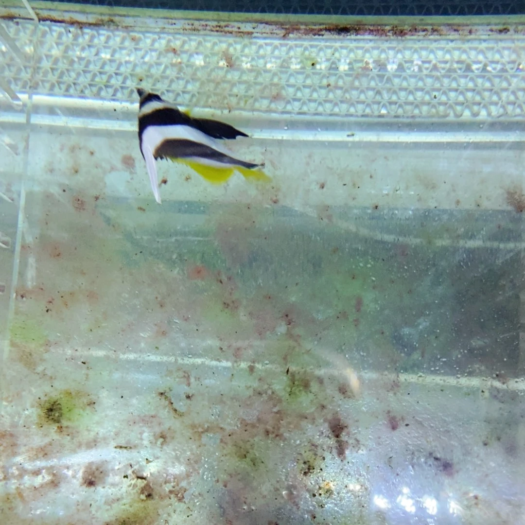 海水鱼黑白关刀中号