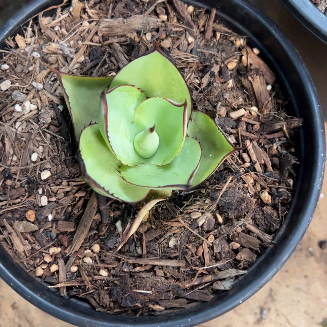 多肉植物龙舌兰道