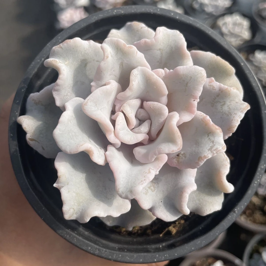 白饺子皮满15包邮室内绿植盆栽吸甲醛净化空气