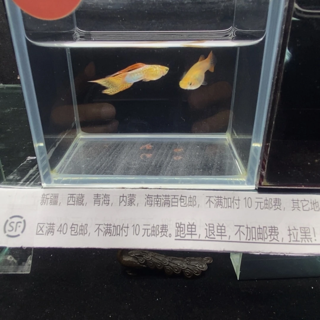孔雀鱼黄金火焰孔雀鱼精品