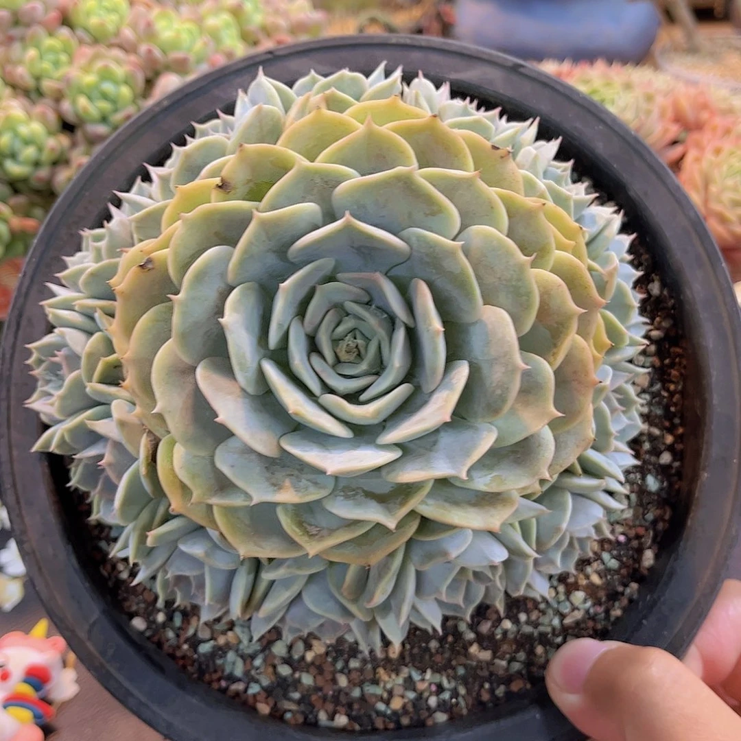 捧花劳拉精品多肉