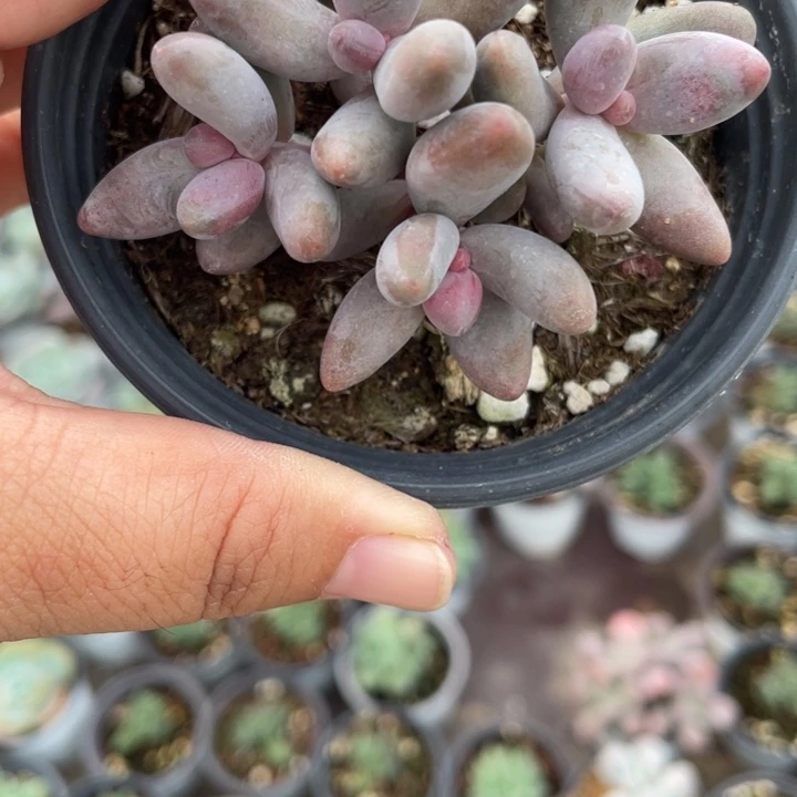 红手指啊啊啊啊啊啊啊啊