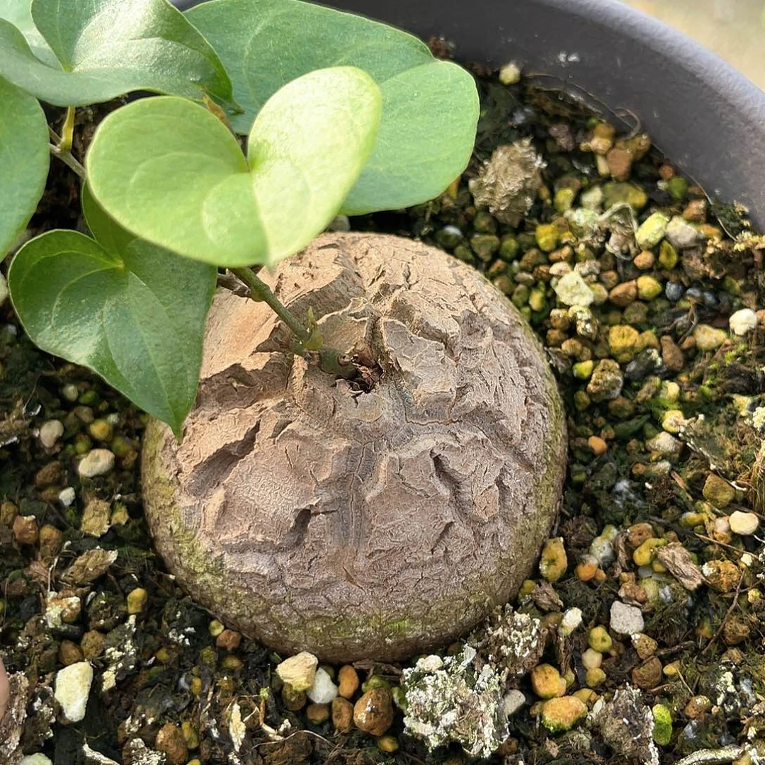 龟甲龙一物一拍214号5cm