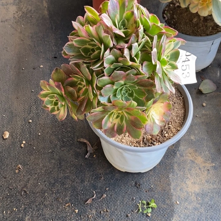 453海仙多肉母本处理