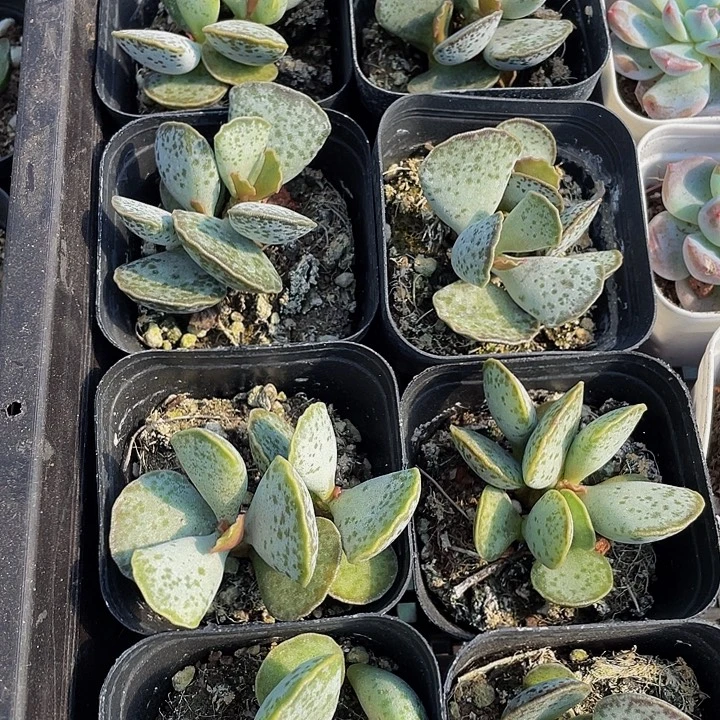 天紧张带盆土发货