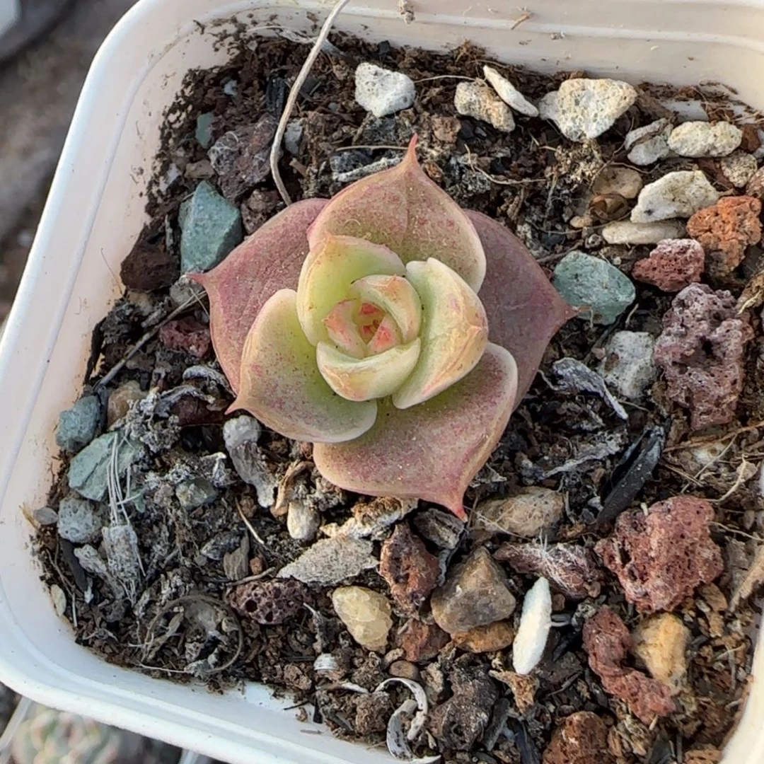 小卡拉米糖心一物一拍