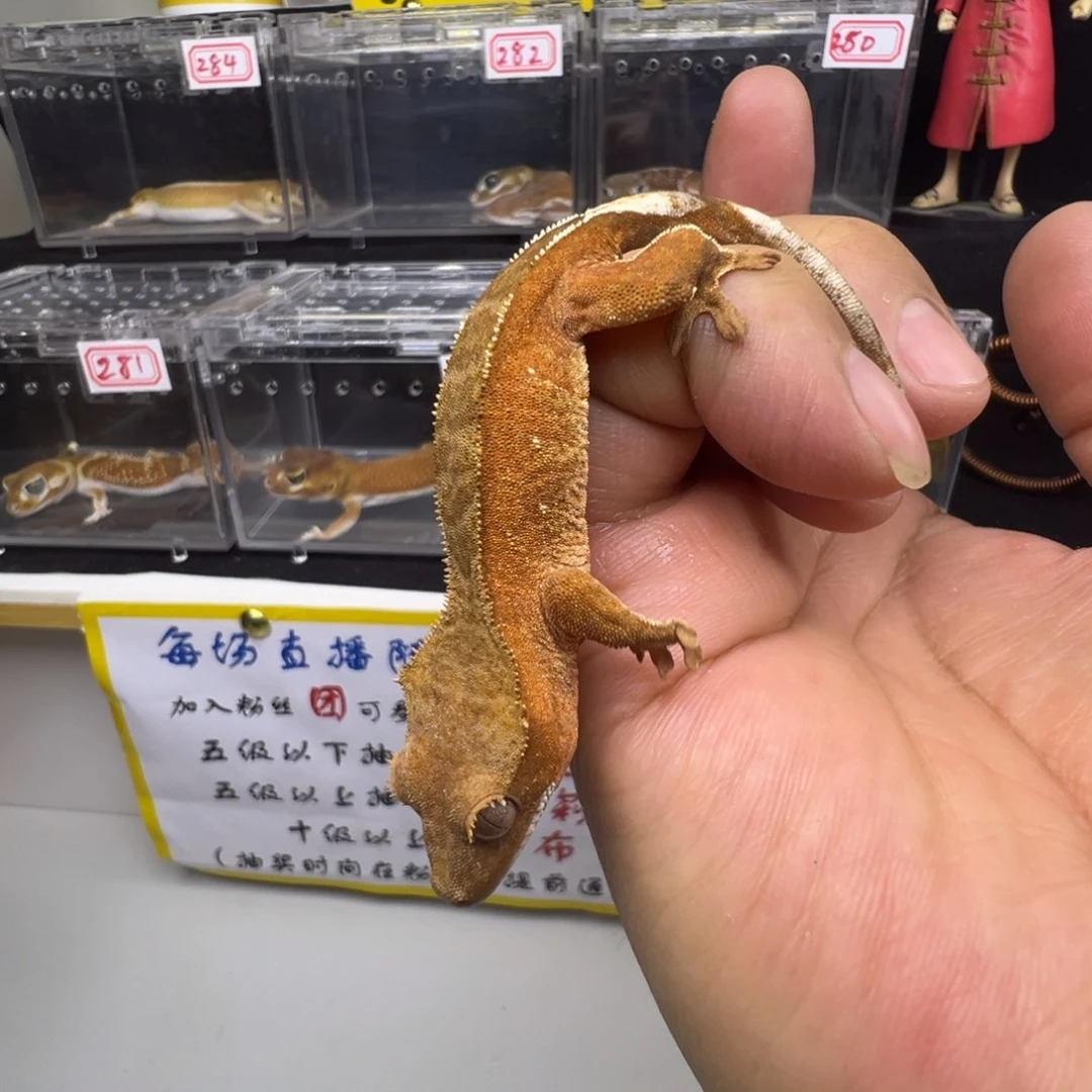 睫角守宫双红波点