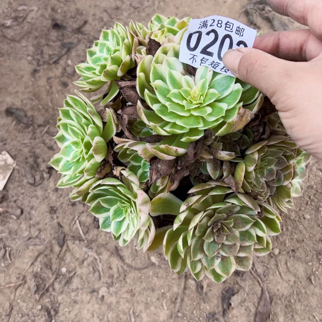 x***小0202海王多肉植物法师