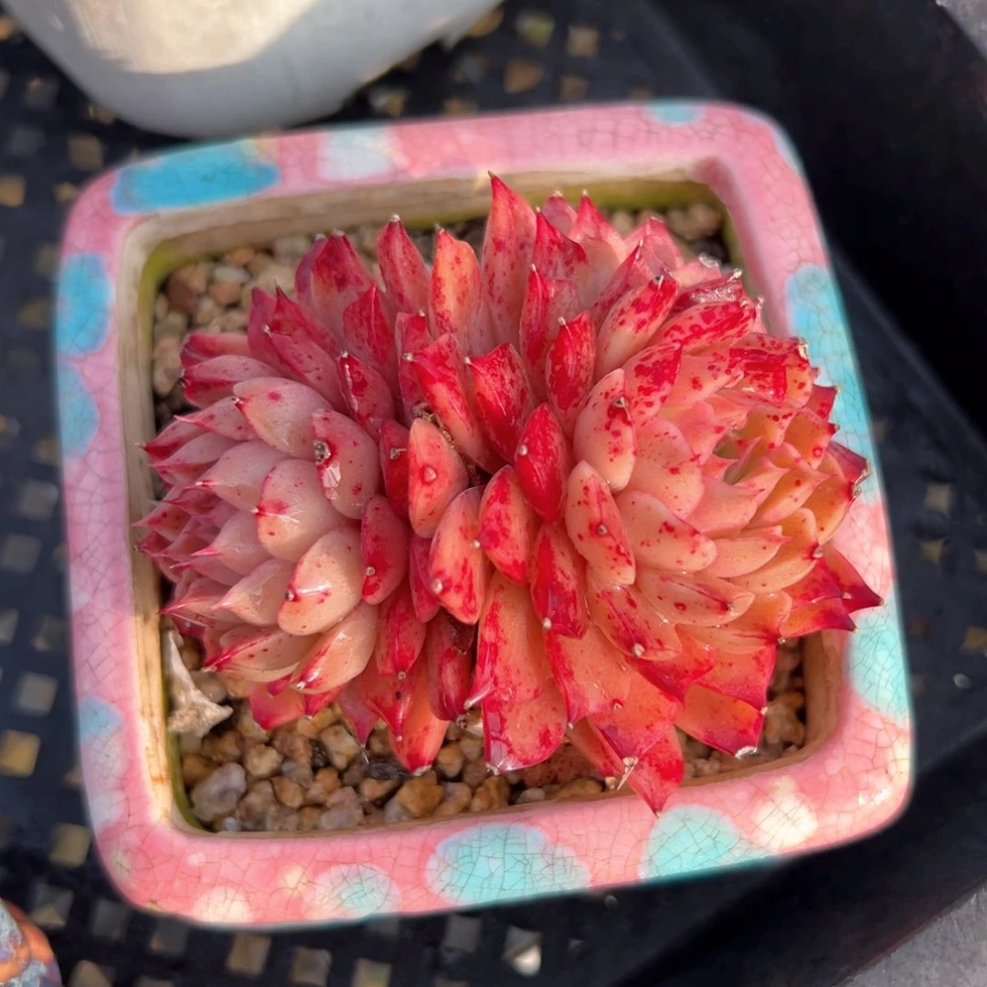 小海螺（满38包邮）多肉