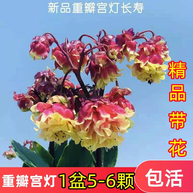 重瓣宫灯长寿花宫灯长寿花苗绿巴黎客厅阳台花卉四季开花带花发货