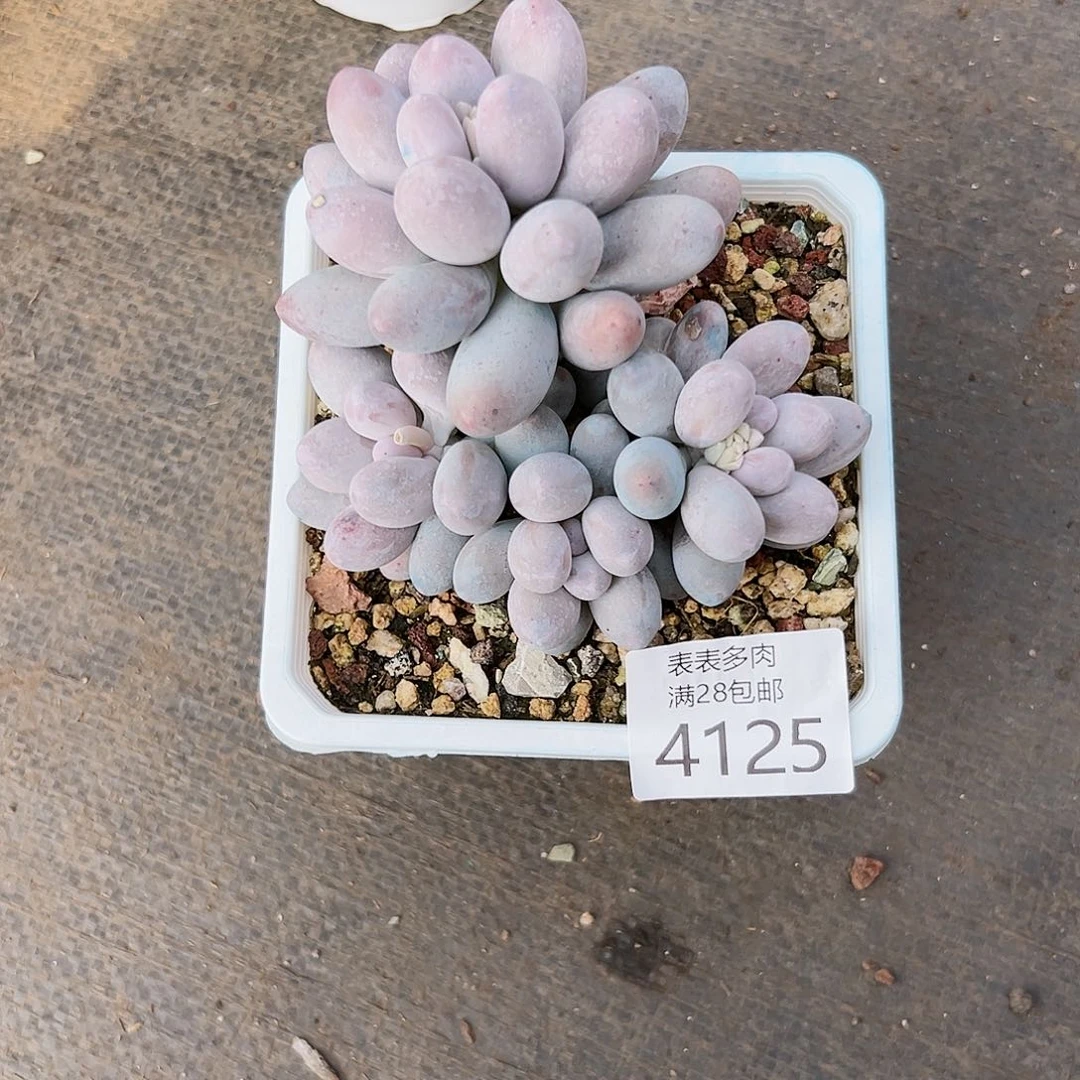 9号我们的确是4125