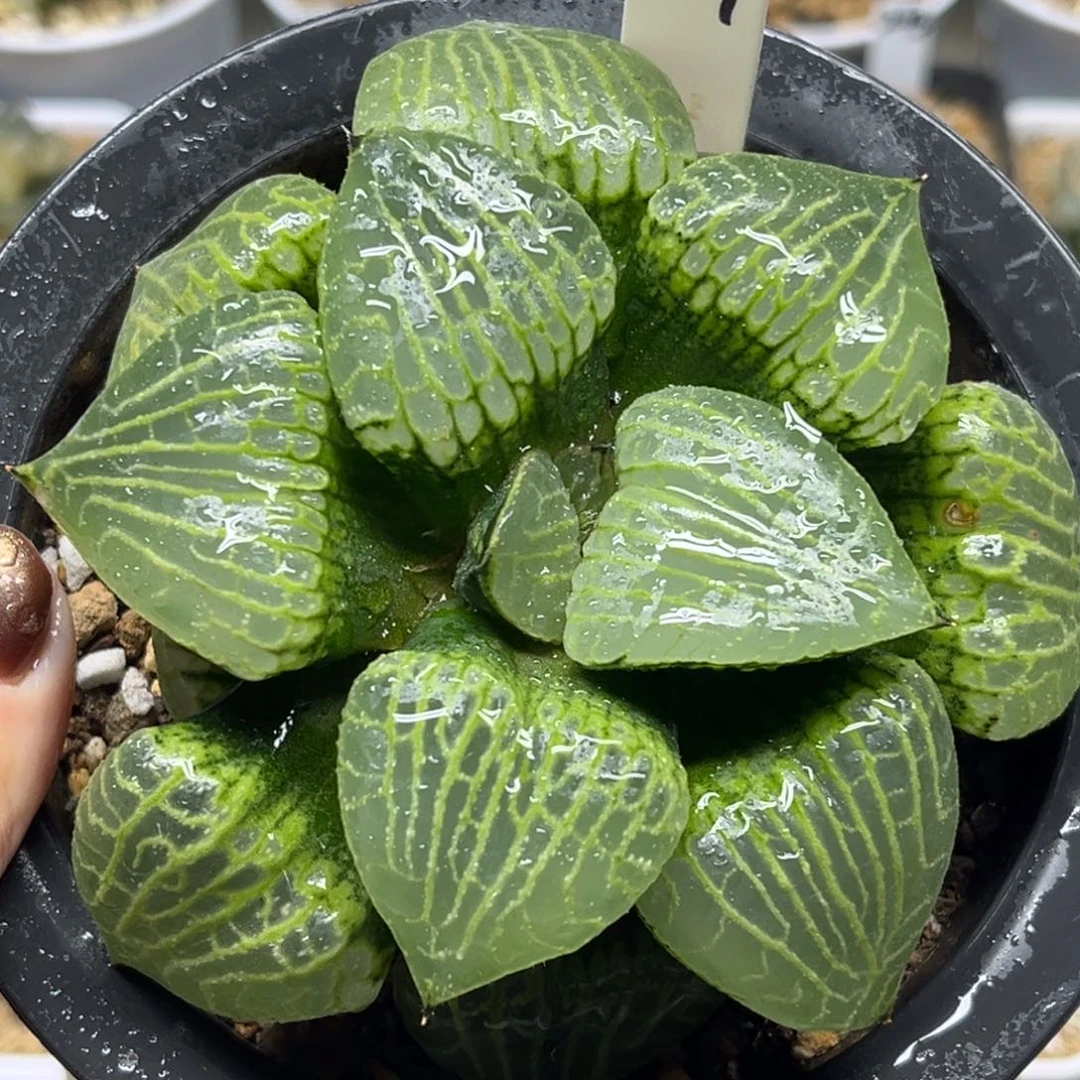 59巨大化水晶康平101梦幻福利专场