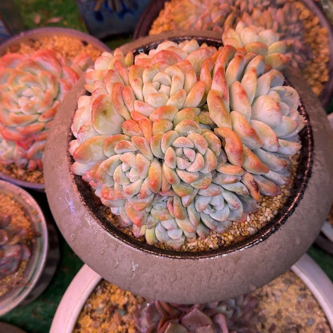 冰玉无砍13头老桩