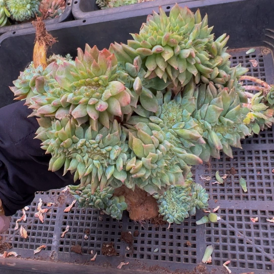 橘子汽水冰魄缀微瑕