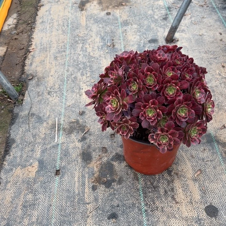 30安娜多肉多肉多肉