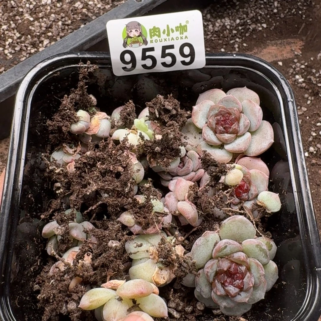 多肉植物多肉植物