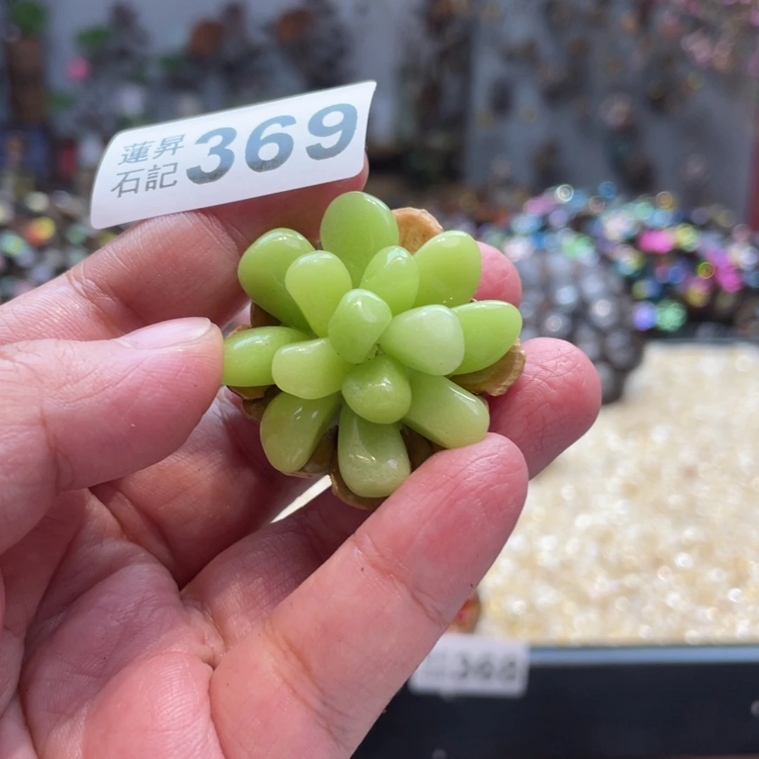 核桃木/黑胡桃（胡桃木）369夜光