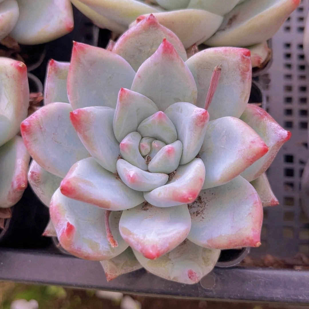 北极熊祖母绿9998988888888888