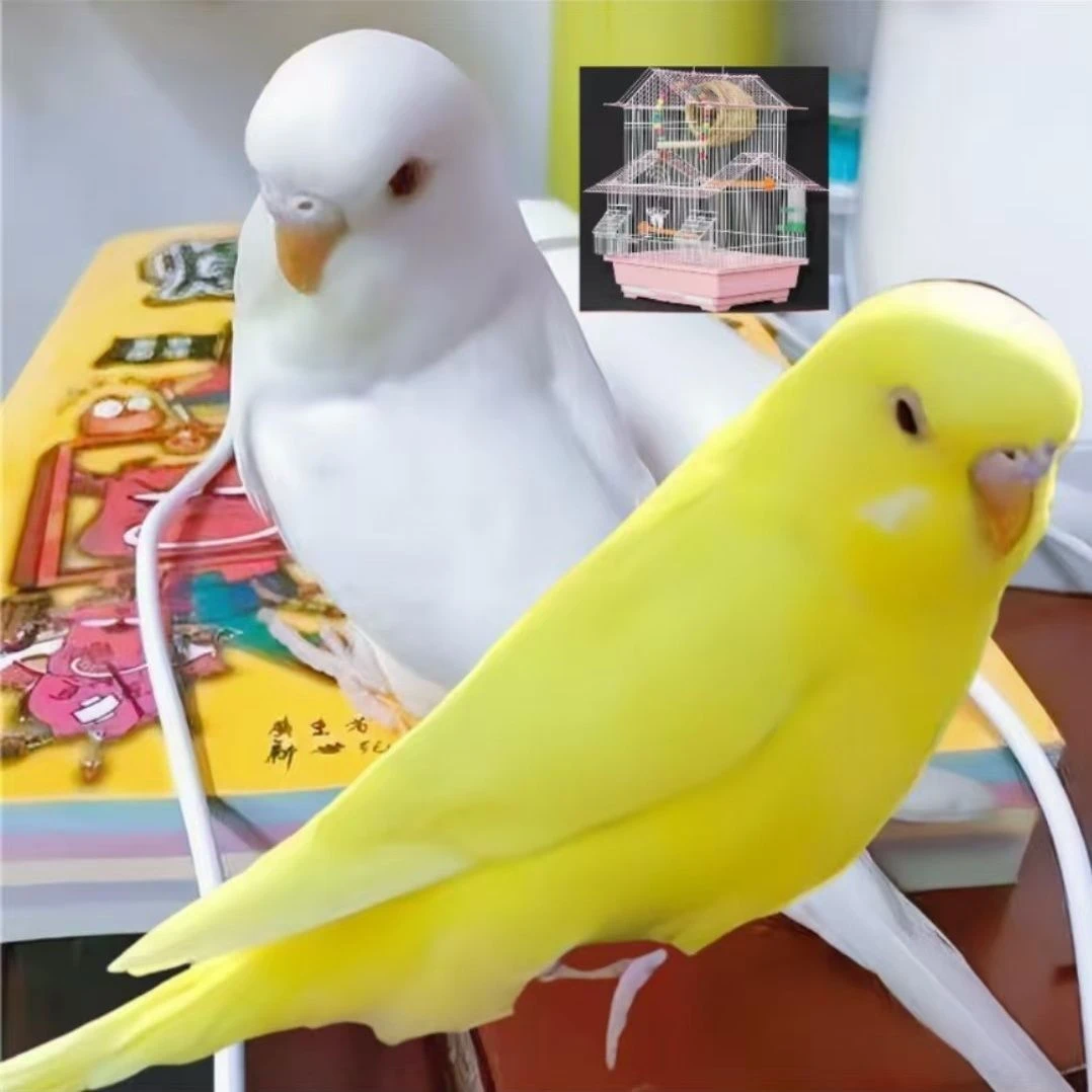 大头鹦鹉鹦鹉笼子鹦鹉专用活体可以手养一只价格随机发