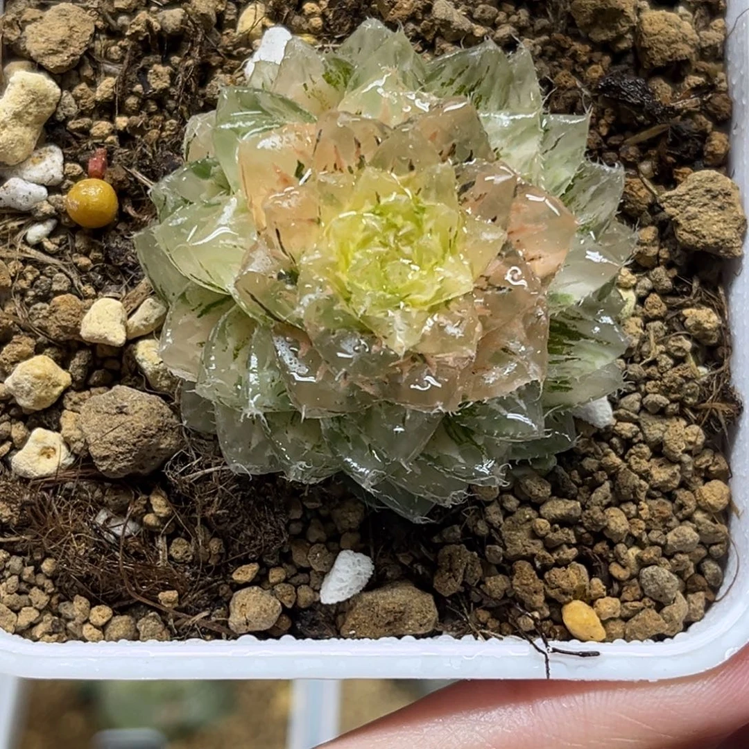 46翠云锦福利专场