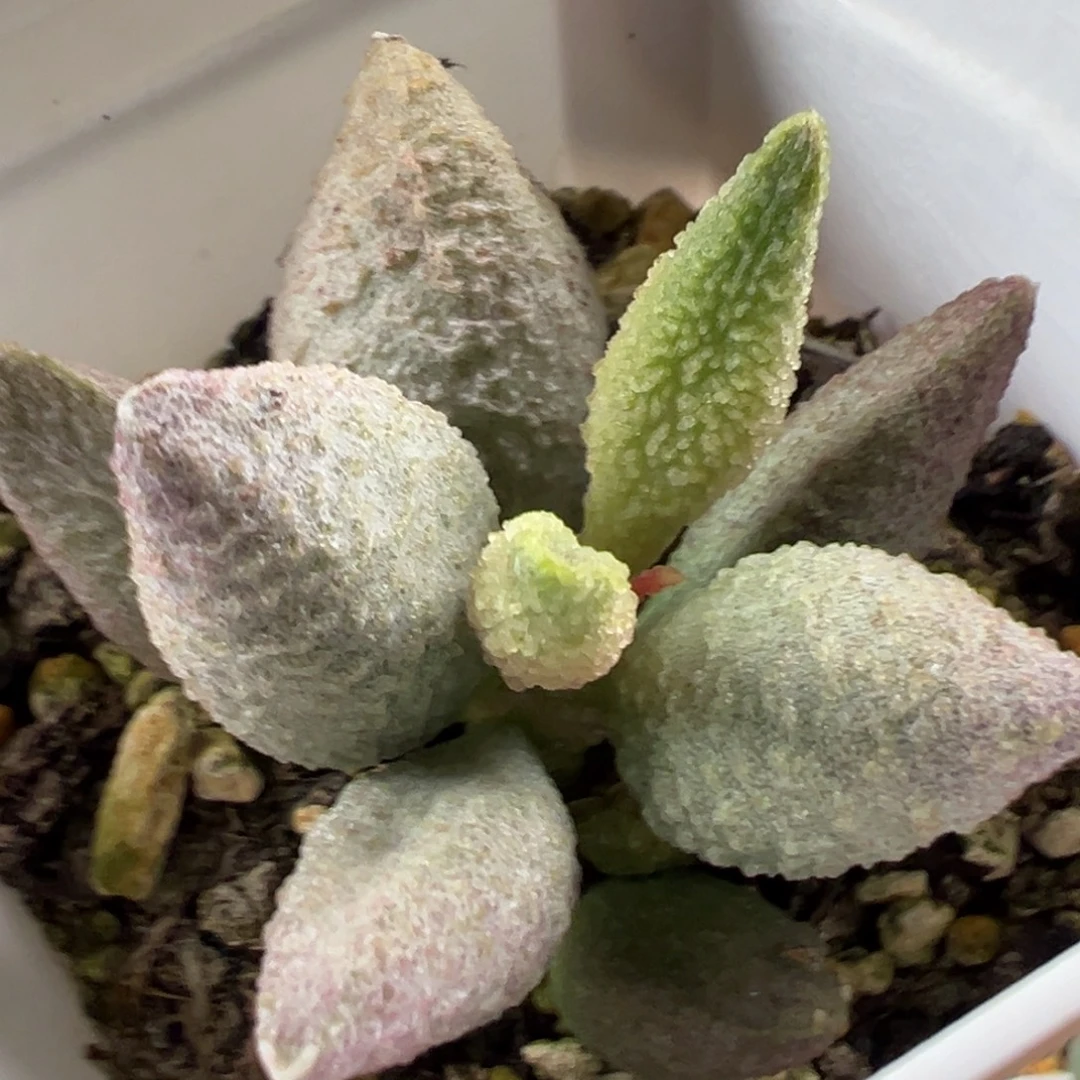 实生新品多肉植物水泡多肉植物