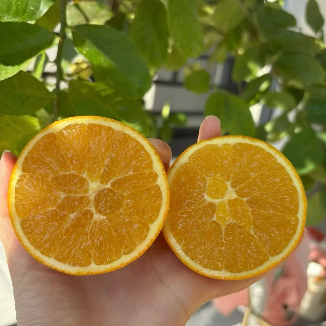 赣南脐橙安橙果品（小果）