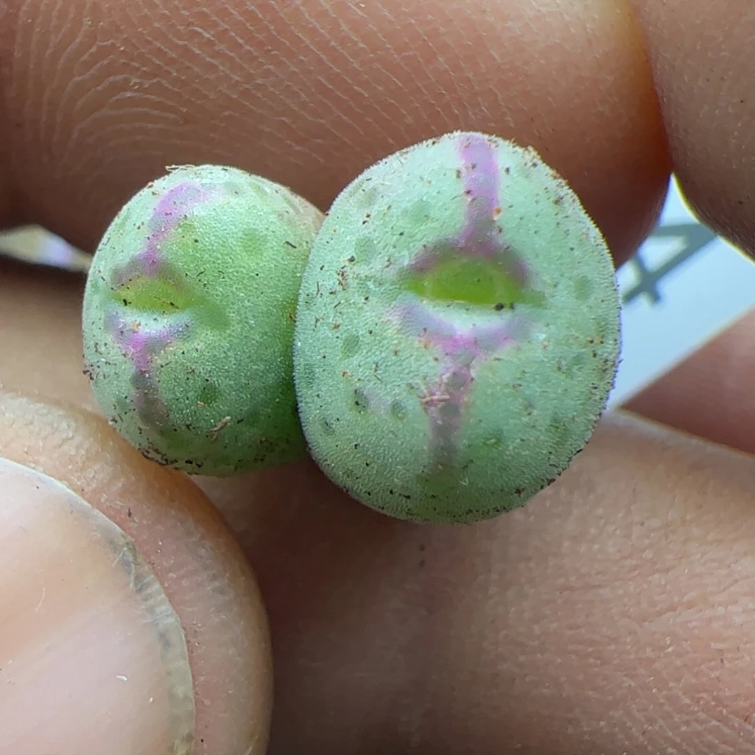 大家过年好22184