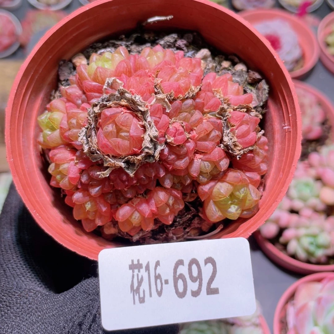 花利美16-692草玉露