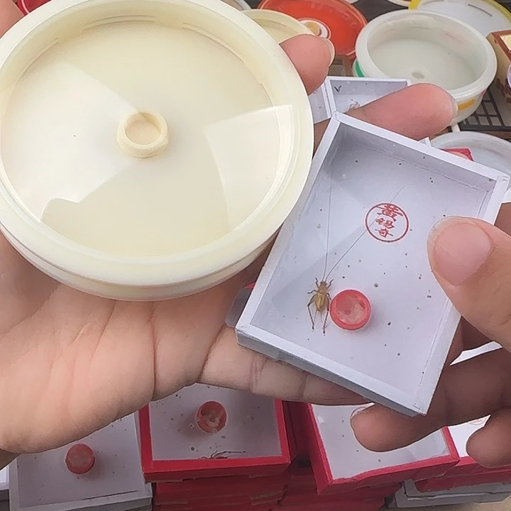蟋蟀张叽叽加大黄蛉