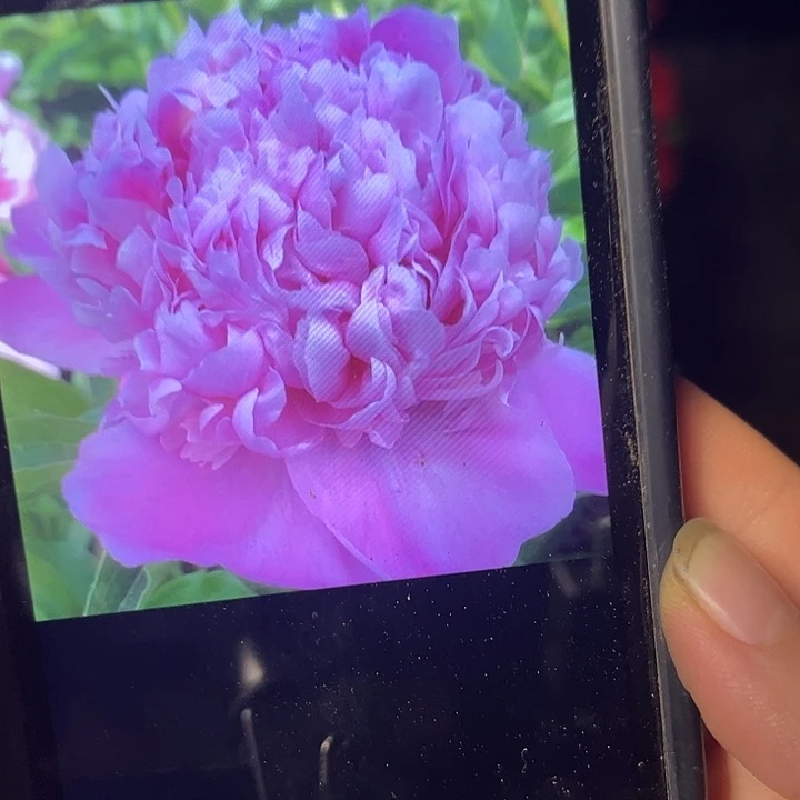 无花朵蓝富士芍药