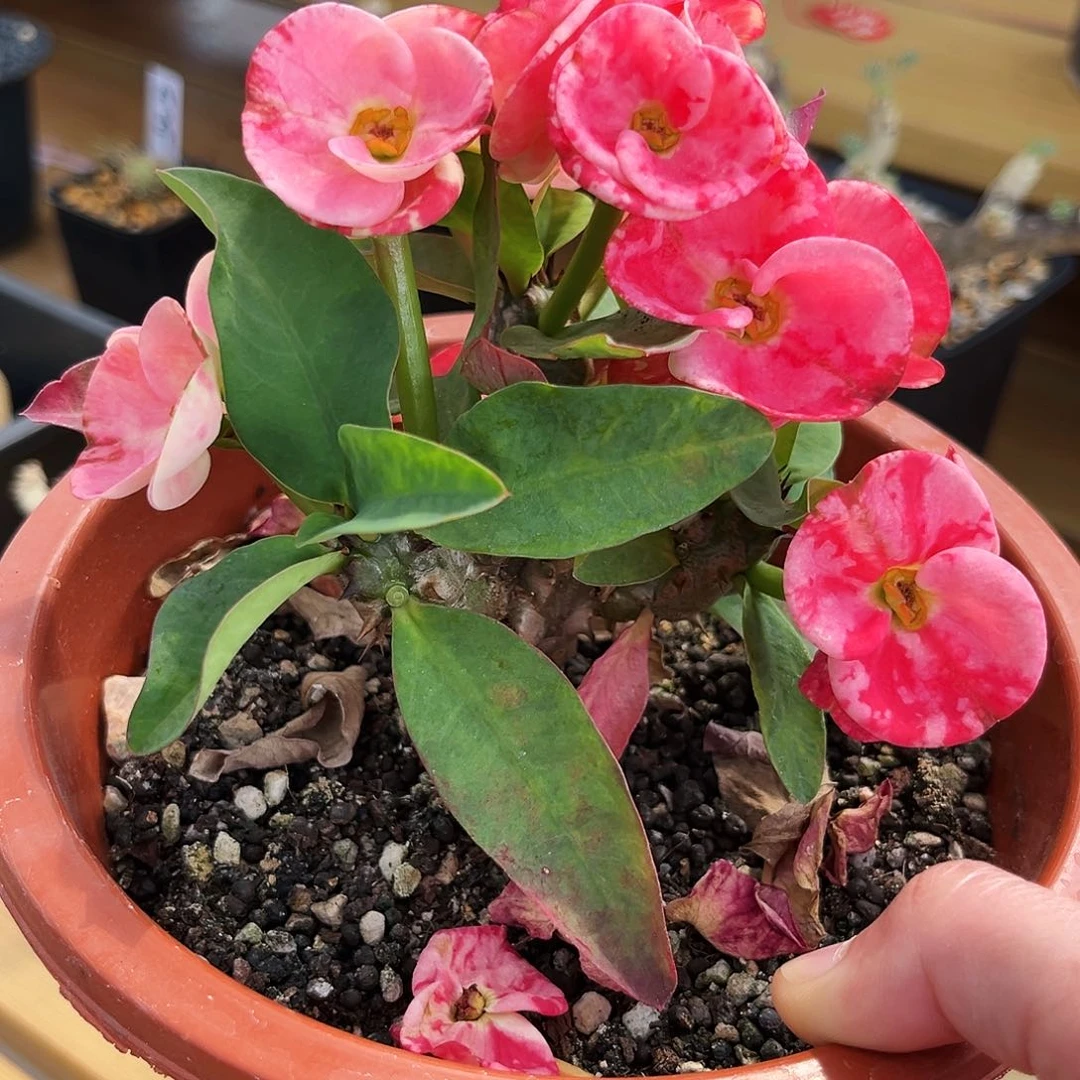 潮流植物虎刺梅，