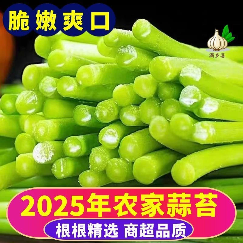 2025红帽新鲜蒜苔现摘脆嫩营养没有添加剂3斤5斤包邮4.30发完