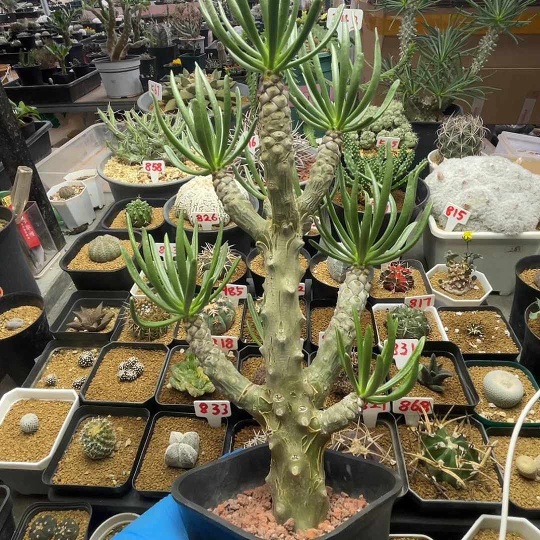 老桩大颗阿魁奇峰锦属