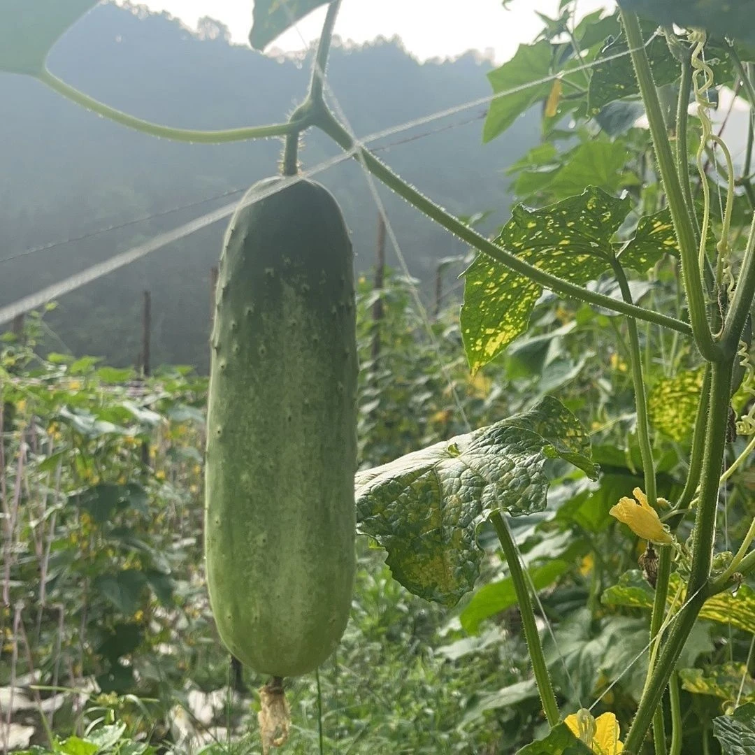 湖南当季时令露天自种本地老品种孕妇水果生吃老式黄瓜