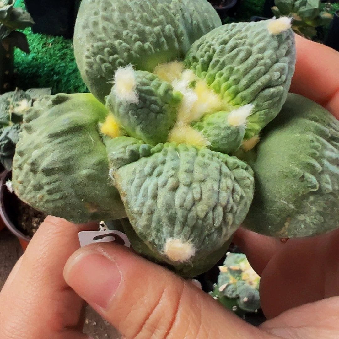 无花朵福利颗粒龟甲怒涛牡丹294