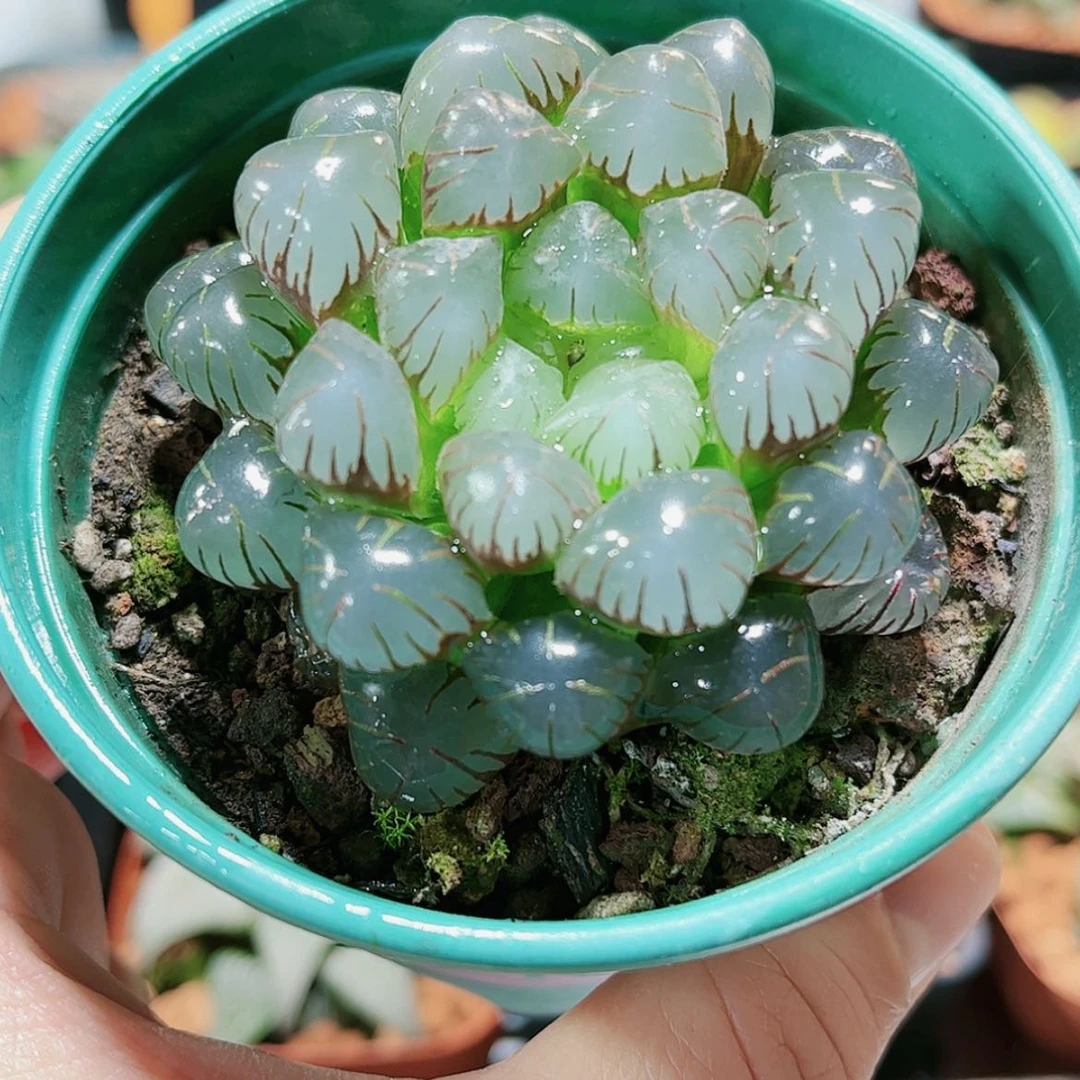 【闪购商品】潘氏冰灯