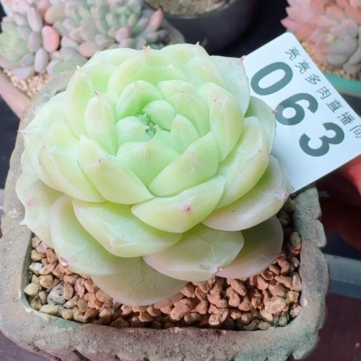 梨花白         精控精养多肉植物