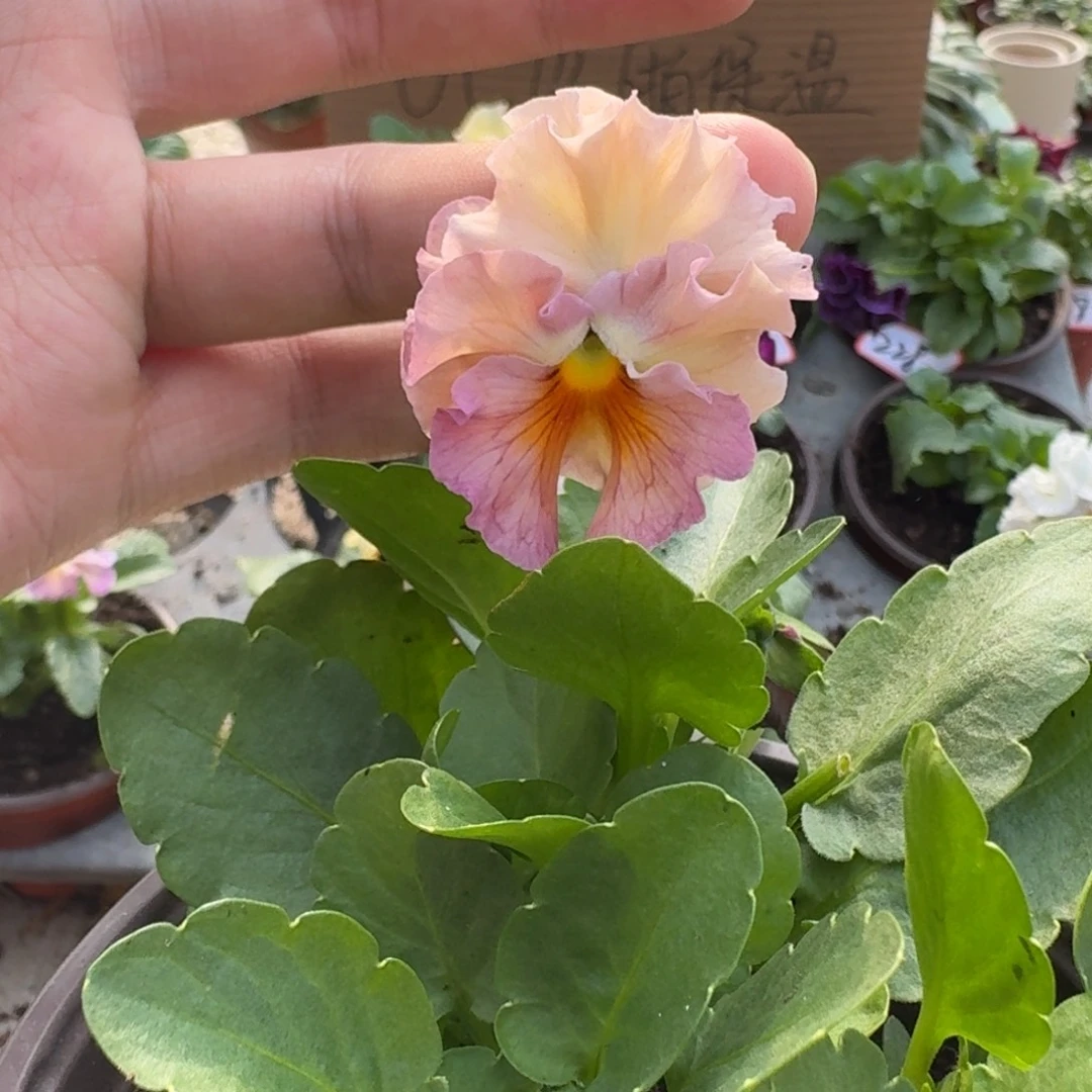 大部分花苞少量开放257