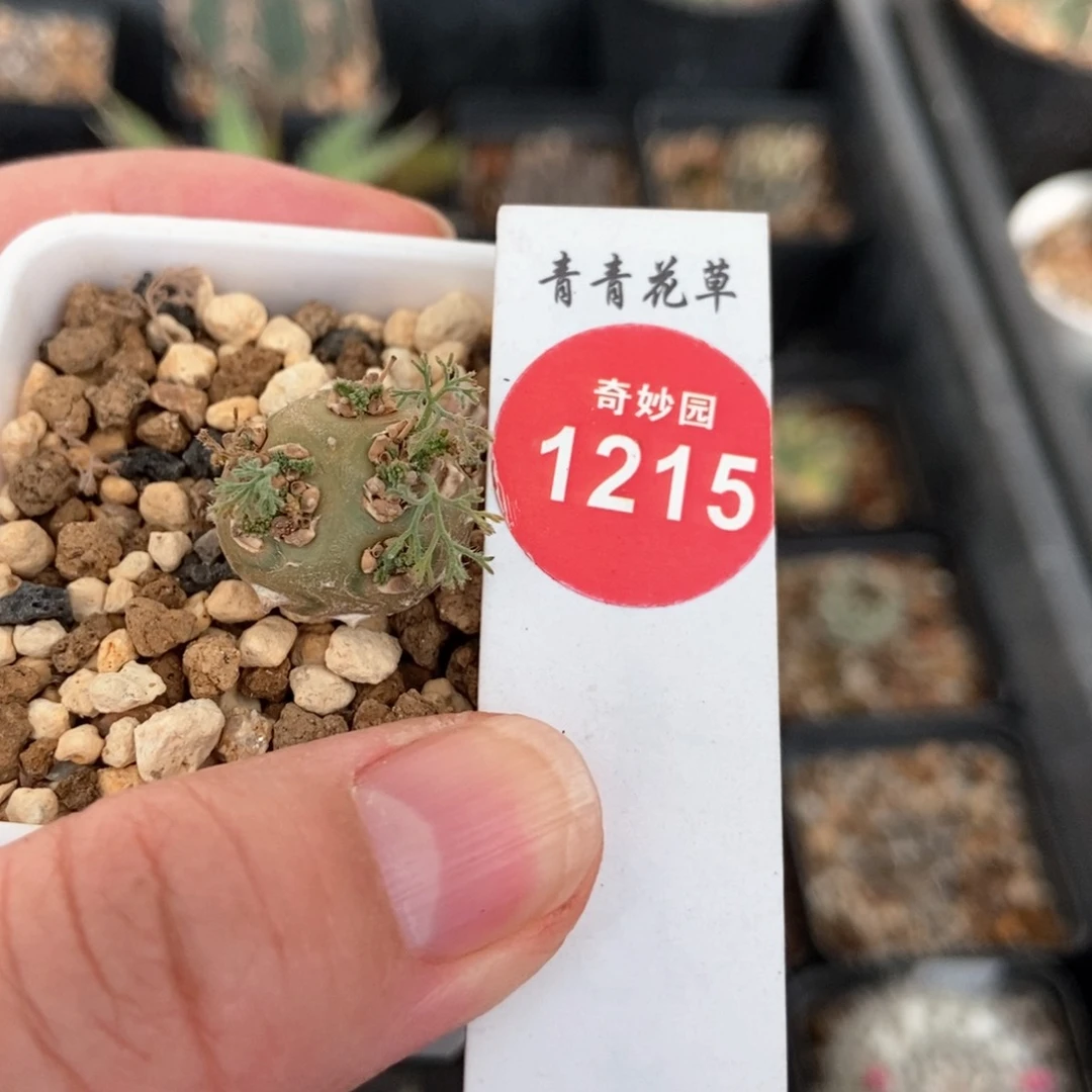 白皮月界1.8cm一棵仙人球