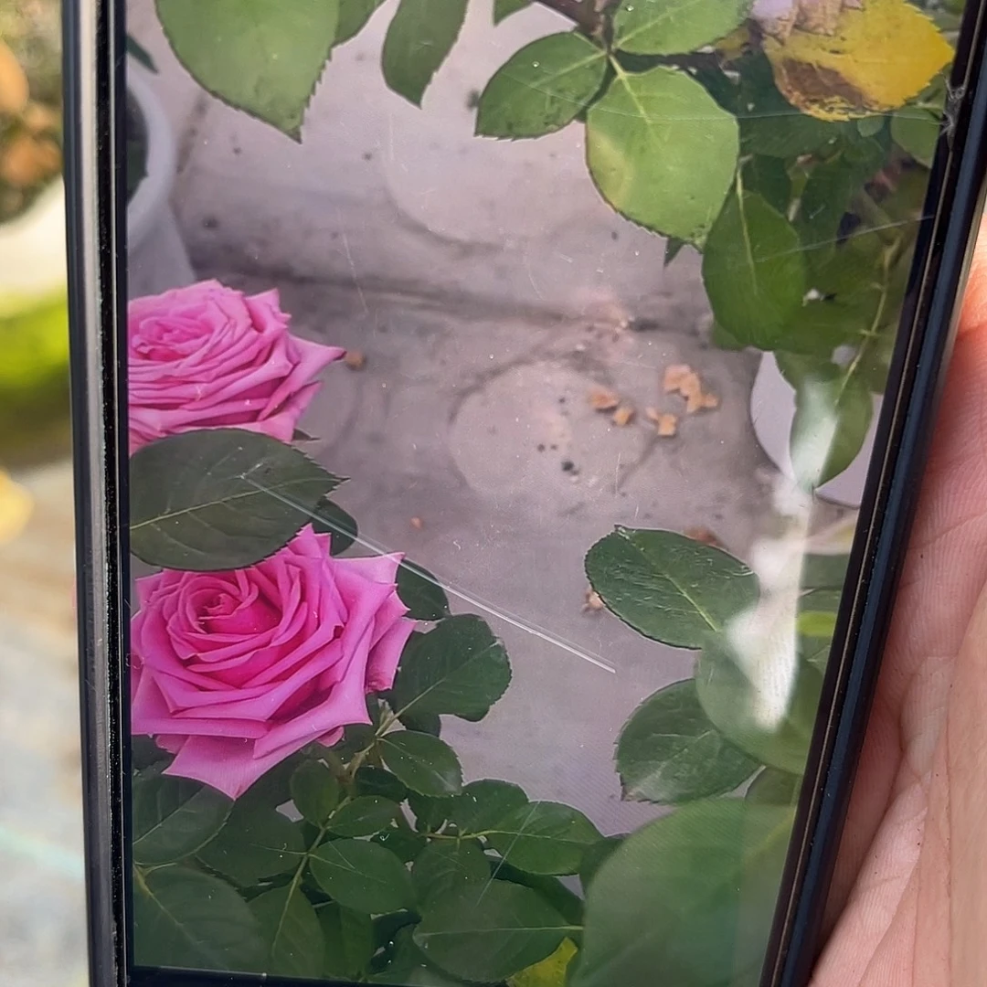 无花朵———-细高跟鞋 福利了