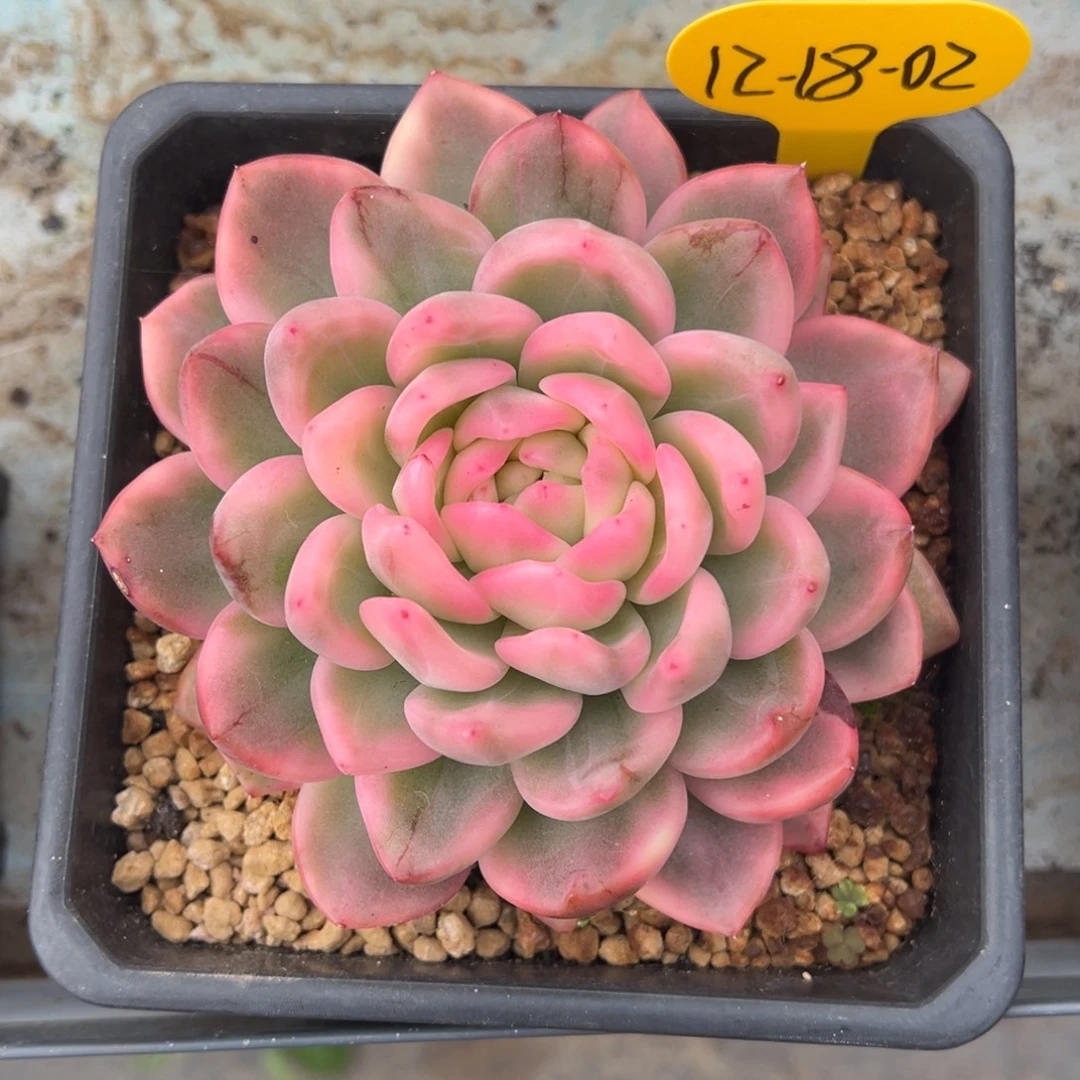 12-18-02冰月亮锦多肉植物